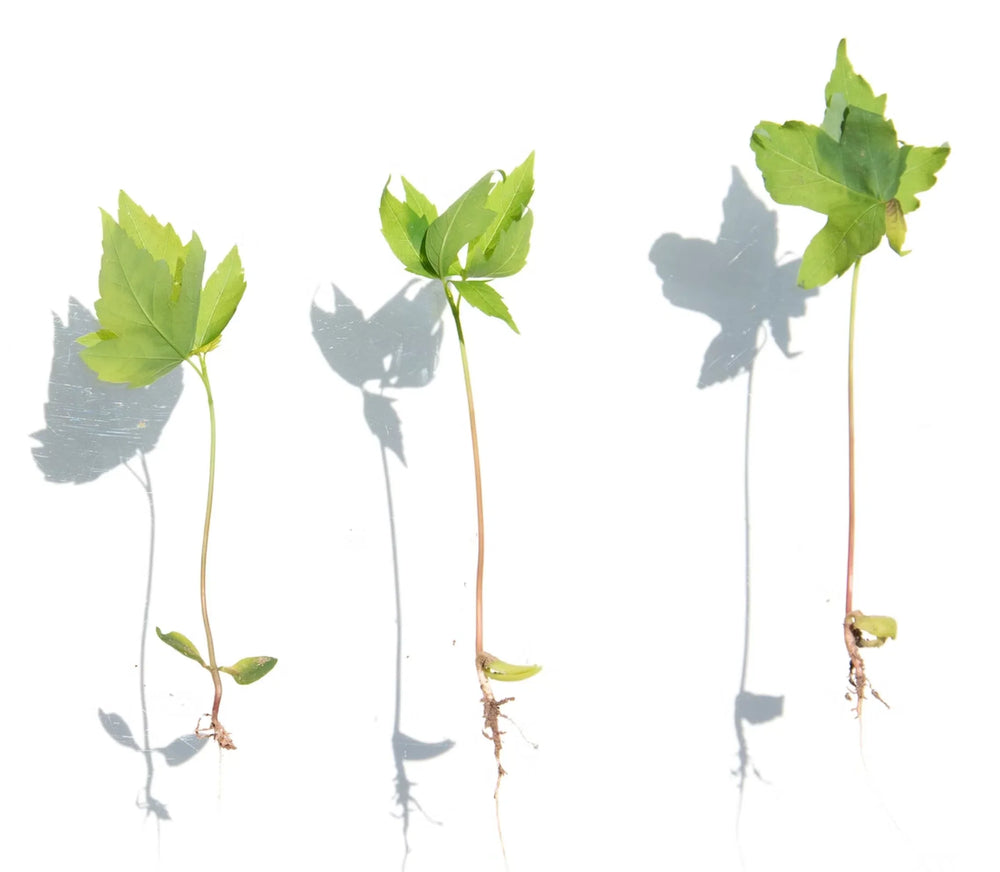 Product Illustration